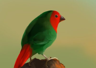 cubepome illustrazione e storytelling di diamante pappagallo